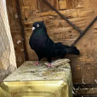 کفتر زاغ و سرخ دم سفید