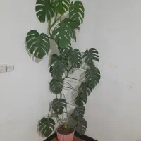 گل برگ انجیری بزرگ|گل و گیاه طبیعی|شیراز, گویم|دیوار