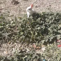 خرگوش نر|موش و خرگوش|سنقر, |دیوار