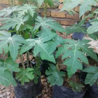 نهال پاپایا|خدمات باغبانی و درختکاری|نورآباد ممسنی, |دیوار