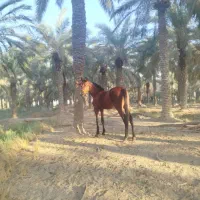 نریان دوسر زیبای|اسب و تجهیزات اسب‌سواری|شادگان, |دیوار