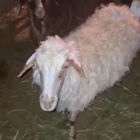 میشو بره
