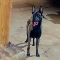 سگ مالینیوز