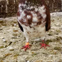 کبوتر|پرنده|علیآباد کتول, |دیوار