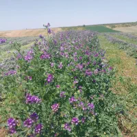 اجاره زمین کشاورزی|اجارهٔ دفتر صنعتی، کشاورزی، تجاری|پارس‌آباد, |دیوار