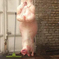 بره و بزغاله