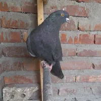 کبوتر زاغ شمرونی