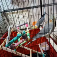 عروس هلندی نر و ماده