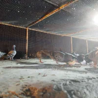 20 طوق جفتی650|پرنده|چابهار, |دیوار