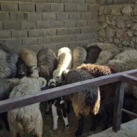 60راس میش جوان داشتی|حیوانات مزرعه|دهدشت, |دیوار