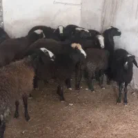 میش شالی بره دار و ابستن