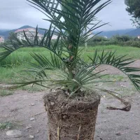 درود پالم فونیکس گلدان ده