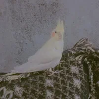 عروس هلندی ماده