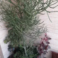 گل‌زیبا‌کم‌یاب‌‌ببدون‌برگ‌مخصو‌داخل‌حال‌پزیرایی