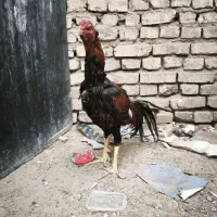 خروس لاری|حیوانات مزرعه|یزد, |دیوار