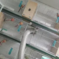 ۲۰ جفت گرینچیک روی تخم اغول اول  و ۱۰ تا جوجه