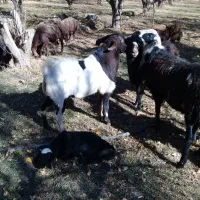 یک راس نر بز