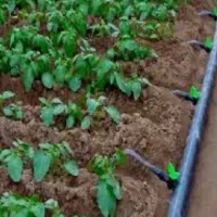 طراحی واجرای فضای سبز،آبیاری قطره ای|خدمات باغبانی و درختکاری|پرند, فاز ۳|دیوار