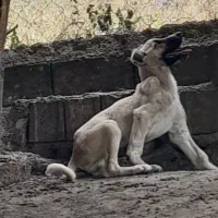 سرگرمی|سگ|نکا, |دیوار