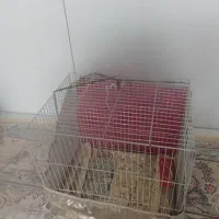 قفس فروشی