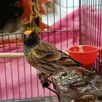 سهره گلبسر مست