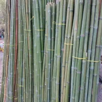 بامبو|گل و گیاه طبیعی|چهاردانگه (تهران), |دیوار