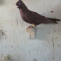 کفتر یاکبوتر