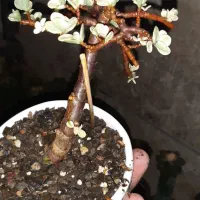 بن سای خرفه ای|گل و گیاه طبیعی|اردبیل, |دیوار