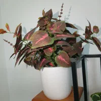 گیاه مصنوعی