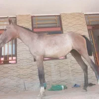 ی کره مادیان عالی