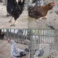 تخم مرغ نطفه دار گلین|حیوانات مزرعه|تهران, آشتیانی|دیوار