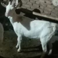 فروش بز سانن