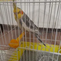 عروس هلندی نر|پرنده|شاهدشهر, |دیوار