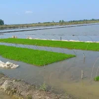 زمین شالیزاری