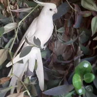 عروس هلندی البینو نر