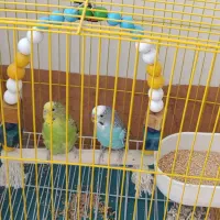 فروش 2عدد مرغ عشق هرکدام 300|پرنده|گلپایگان, |دیوار