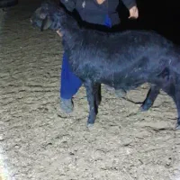 قوچ هترو|حیوانات مزرعه|شاهین‌شهر, برخوار غرب|دیوار