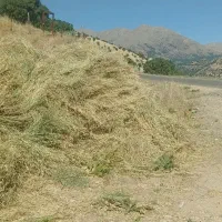 کاه فروشی سبزه تمیز