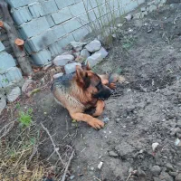 سگ ژرمن نر
