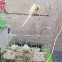 عروس هلندی جفت با جوجه