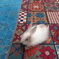 خرگوش ناز و بازیگوش بفروش میرسد