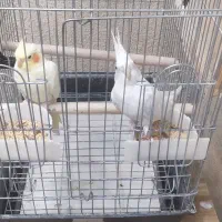 پرنده