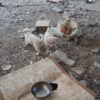 فروش 4 عدد توله|سگ|گلبهار, شهر جدید گلبهار|دیوار