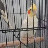 عروس هلندی مولد