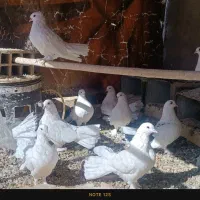 کبوتر دمچتری|پرنده|ورزنه, |دیوار