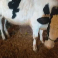 گوسفند|حیوانات مزرعه|سنقر, |دیوار