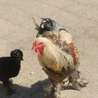 خروس برهما