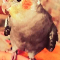 گمشده