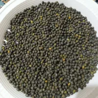 ماش سیاه  محلی عالی بشرط دیگر محصولات