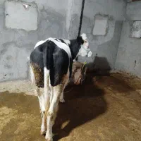 گوساله سیمنتال صنعتی دوماه ابست هیکل درشت مفت|حیوانات مزرعه|بجنورد, |دیوار